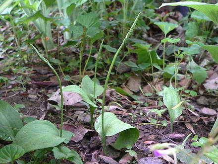Northern Adder's Tongue Fern in May (Ophioglossum pusillum)