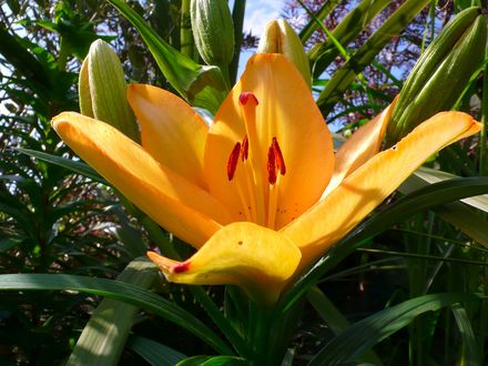 Lilly in the exotic garden- summer 2007