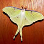 Moth_luna_in_house_door_3-29-05_med
