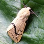 Buff Ermine moth. (Spilosoma luteum.)