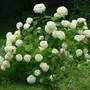 Hydrangea_annabelle_snowballs_full_bloom_7-03-06_exc_med