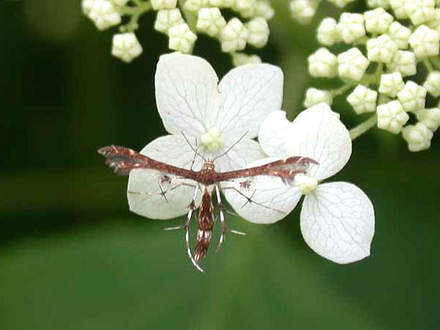 Plume Moth on Hydrangea Annabelle (lacecap) (Hydrangea aborescens 