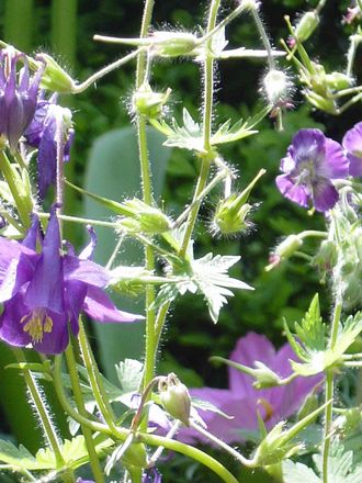 A garden flower photo