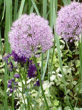 A garden flower photo (Allium)