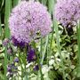 Alliums