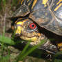 Turtle_box_male_eye_close_6-22-05_med