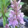 Dactylorhiza fuchsii - 2009 (Dactylorhiza fuchsii)