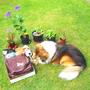 My "Head Gardener", Conker the Sheltie, having fun opening a gift box.