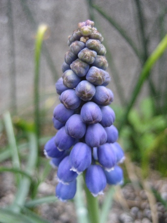 Grape hyacinth (Muscari) (Muscari armeniacum (Grape hyacinth))