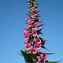 Foxglove