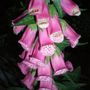 Foxglove at night
