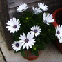Osteospermum - lovely pressie from my dad