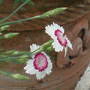 Pinks