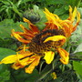Dwarf Sunflower Open@last  