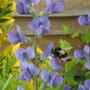Baptisia and a bee