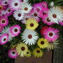 A garden flower photo