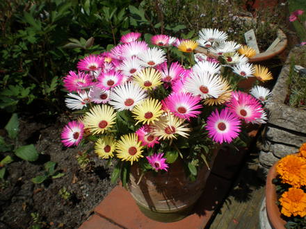 A garden flower photo