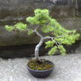 Larch About 8 Years Old In Training (Larix decidua (Aris))