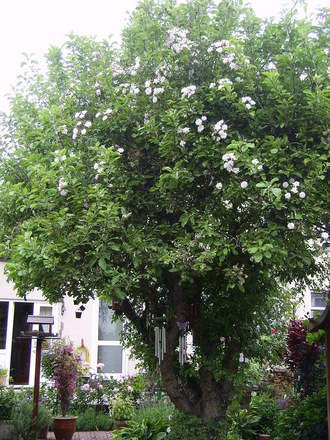 Old Apple Tree