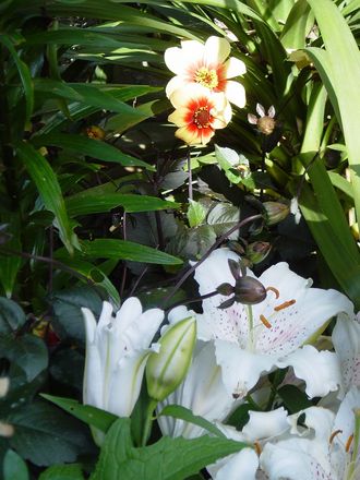 Part of the exotic garden. Summer 2007.