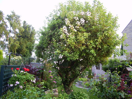 Apple Tree with rambling rose
