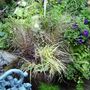 Mixed_container_planting