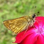 Moth