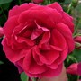 Parkland series rose 'Cuthbert Grant' (Rosa 'Cuthbert Grant')
