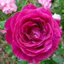 Floribunda rose 'Ebb Tide' (Rosa 'WEKsmopur' 'Ebb Tide')