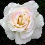 Garden_party_cmp