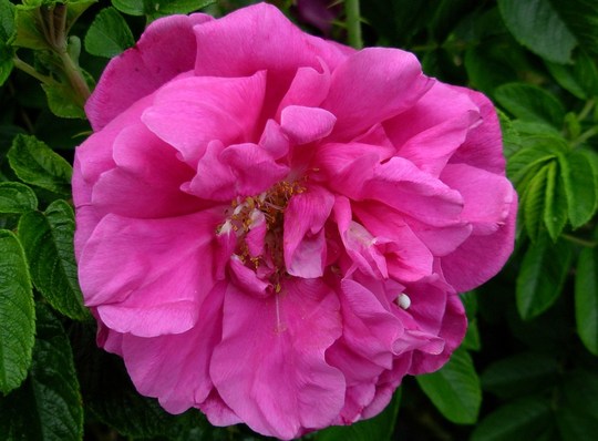Rugosa rose 'Hansa' (Rosa Rugosa 'Hansa')