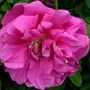 Rugosa rose 'Hansa' (Rosa Rugosa 'Hansa')