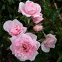 Jean_lajoie_comp_2