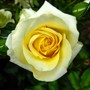 Floribunda rose 'Sun Flare' (Rosa 'Sun Flare' Floribunda)