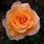 Hybrid Tea rose 'Whisky Mac' (Rosa 'Whiskey Mac')