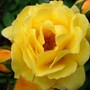 Nameless yellow rose