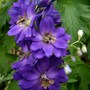 'Black Knight' Delphinium seedling. (Delphinium elatum (Delphinium))