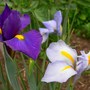 Dutch Irises