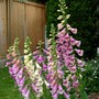 Foxgloves  (Digitalis parviflora (Foxglove))