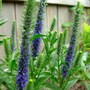 Veronica spicata
