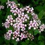 Spirea (Spiraea japonica (Japanese Spiraea) "Little Princess")