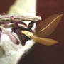Moth_luna_cocoon_antennaclose_6-27-04_exc_med