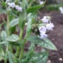 Pulmonaria__opal_