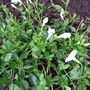 Vinca_minor__gertrude_jekyll_
