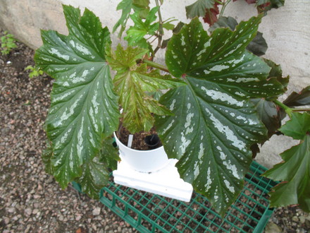Begonia Aconitifolia+Silver Mist (begonia hybrid)