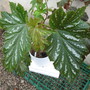 Aconitifolia+silver_mist
