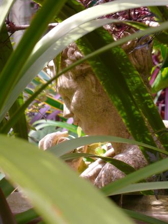 A garden flower photo