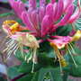 Honeysuckle flowers (Lonicera brownii 'Dropmore Scarlet')