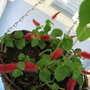 Chenille plant (Acalypha hispida)