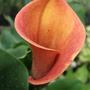 Zantedeschia 'Captain Safari'